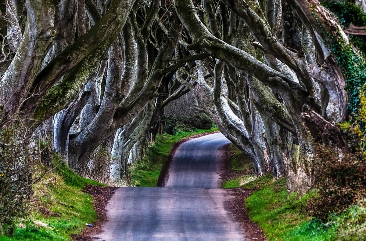 Dark Hedges, allée bordées d'arbres tortueux, voyage en Irlande du Nord