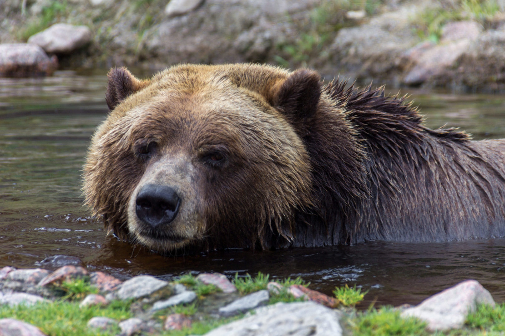 Ours au zoo de Saint-Félicien, voyage Canada