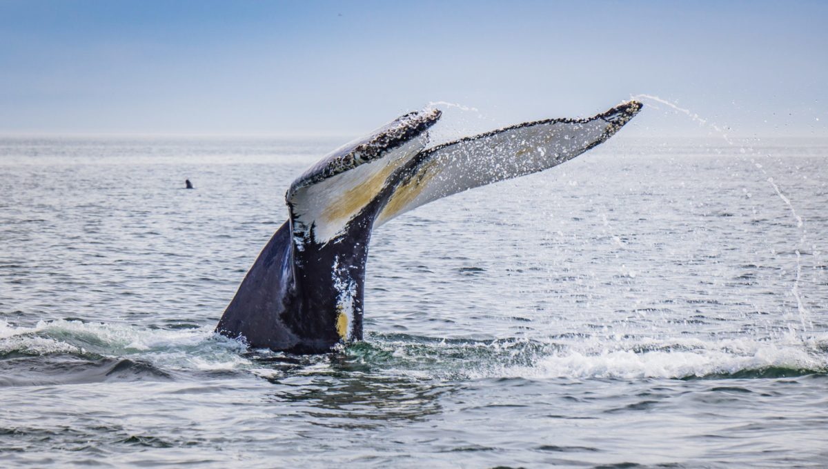Observation des baleines à Tadoussac, Canada