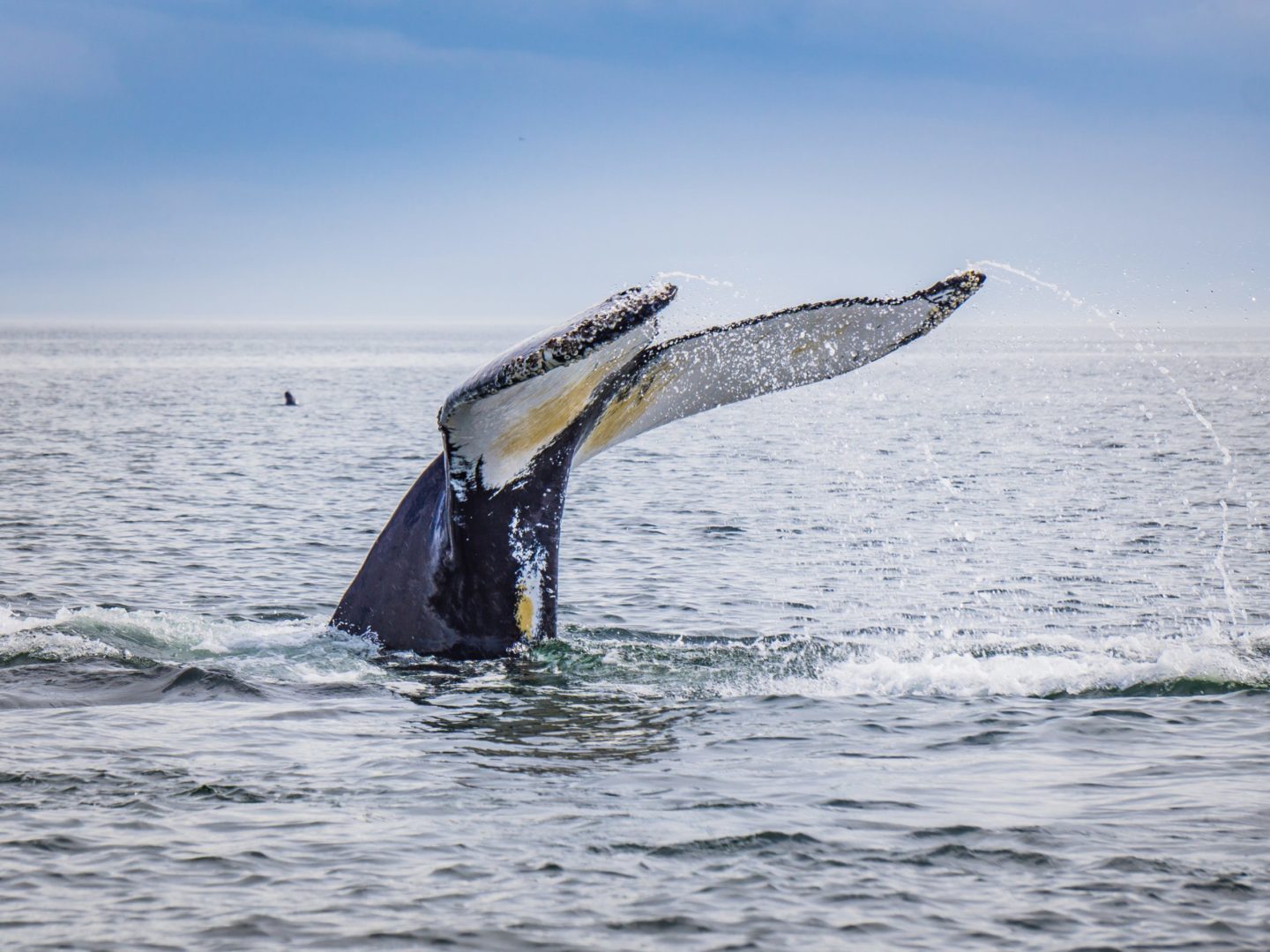 Observation des baleines à Tadoussac, Canada