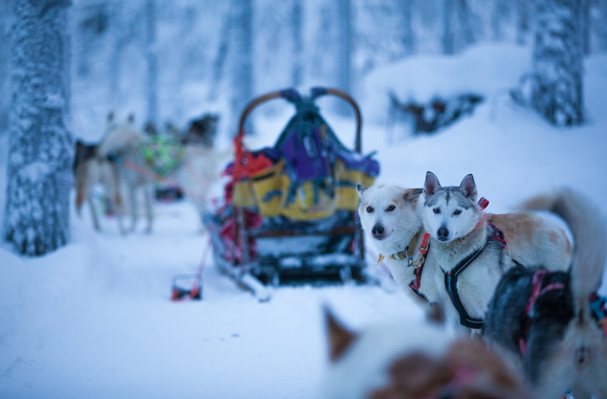 Safaris Huskies Harriniva Laponie finlandaise