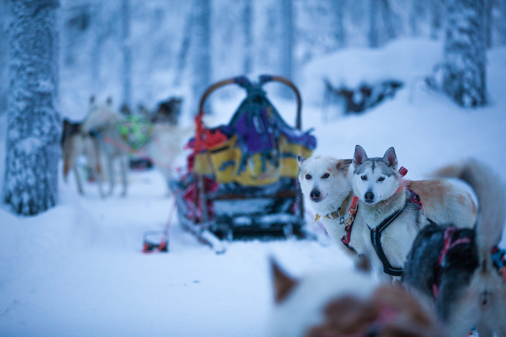 Safaris Huskies Harriniva Laponie finlandaise