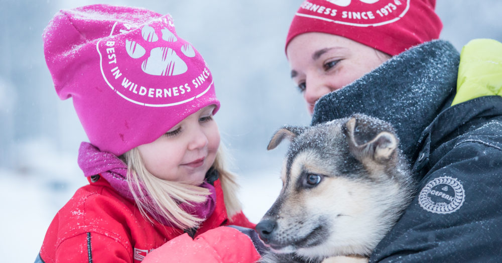 Huskies Harriniva Laponie finlandaise