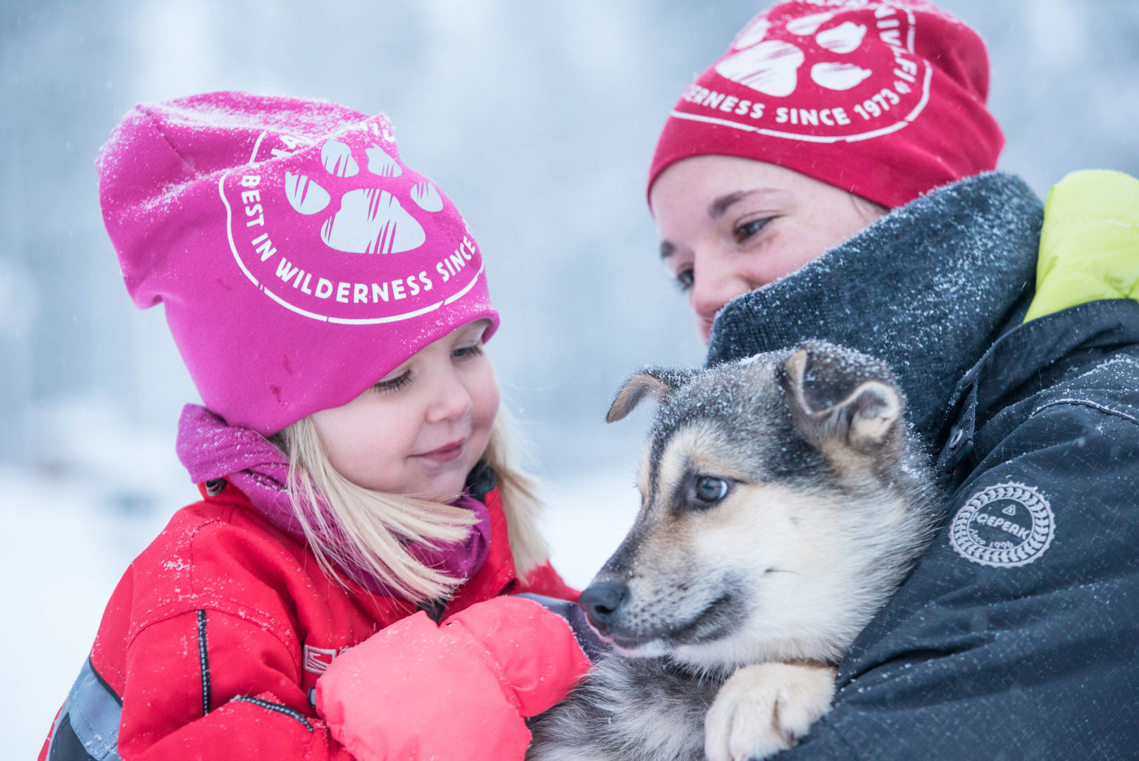 Huskies Harriniva Laponie finlandaise