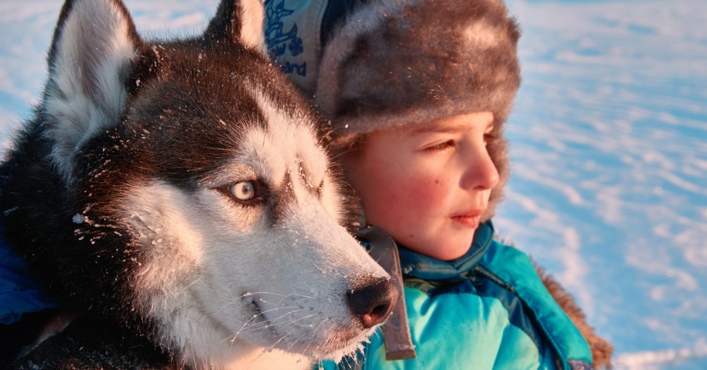 Excursion en chiens de traineau en Laponie finlandaise