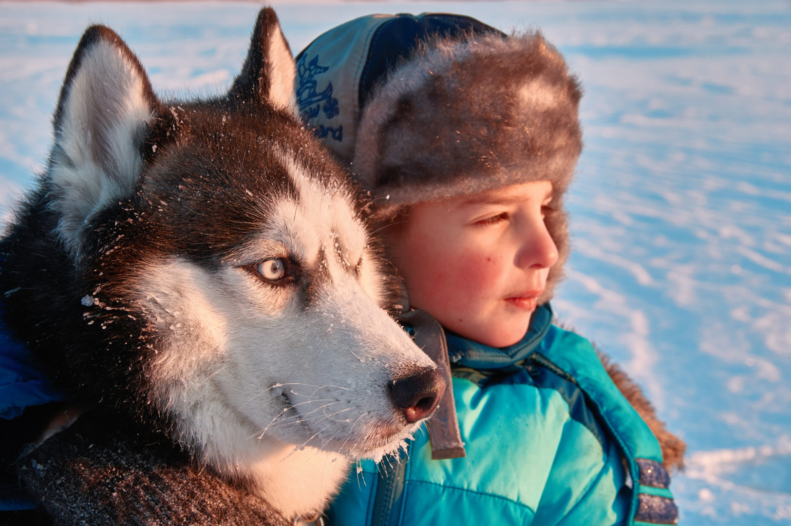 Excursion en chiens de traineau en Laponie finlandaise