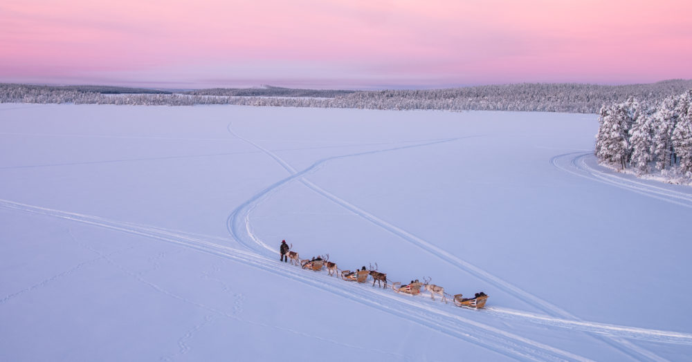 Excursion chiens de traineau Laponie finlandaise
