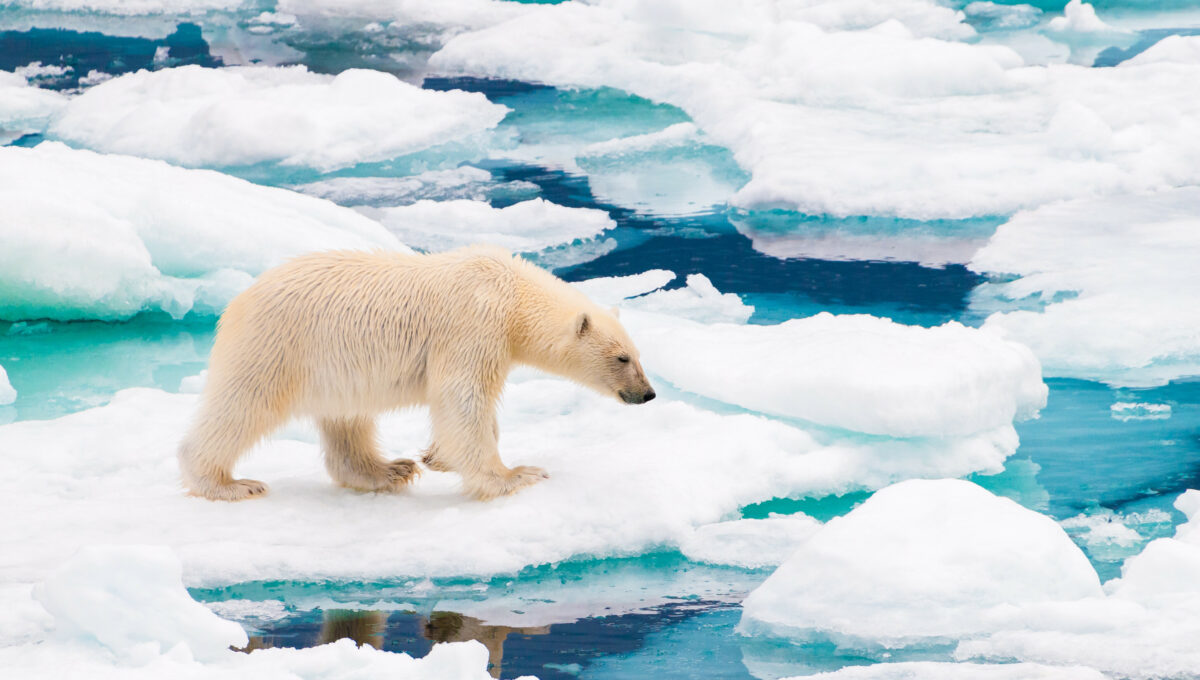 Ours polaire sur les plaques de glace du Cercle arctique, Svalbard, Norvège