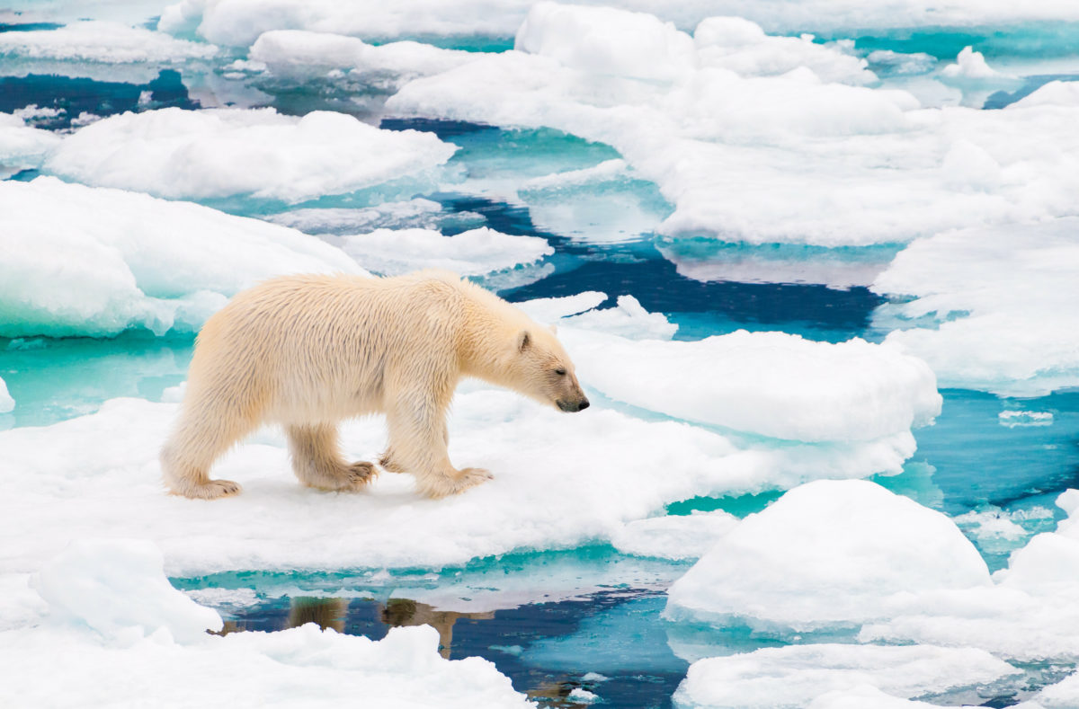 Ours polaire sur les plaques de glace du Cercle arctique, Svalbard, Norvège
