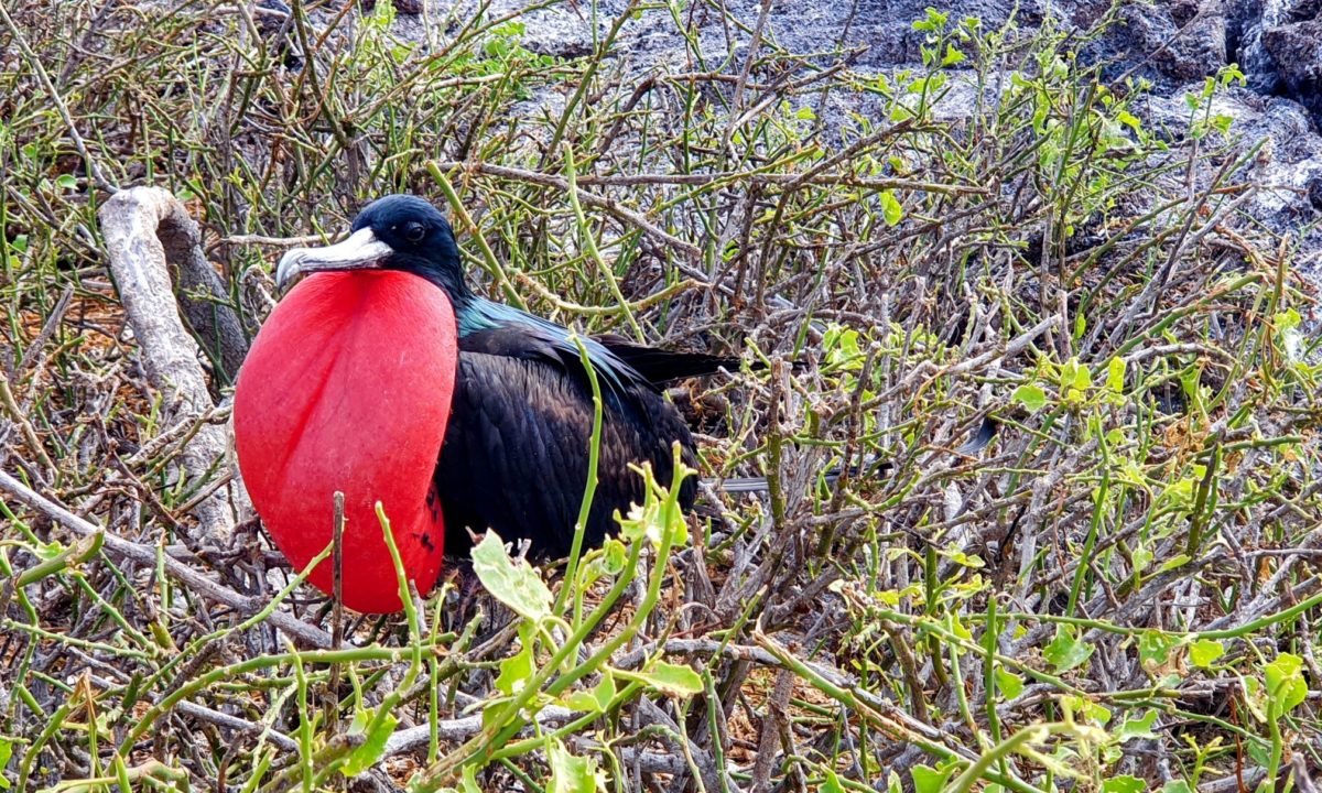 île Genovesa aux Galapagos et sa faune