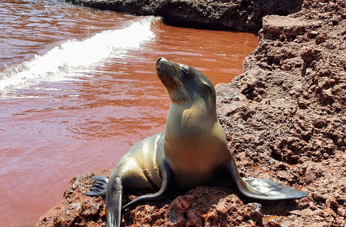 Ile de Rabida aux Galapagos et sa faune