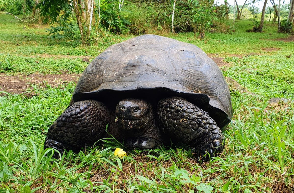 Réserve des tortues dégantes de l'île Santa Cruz aux Galapagos