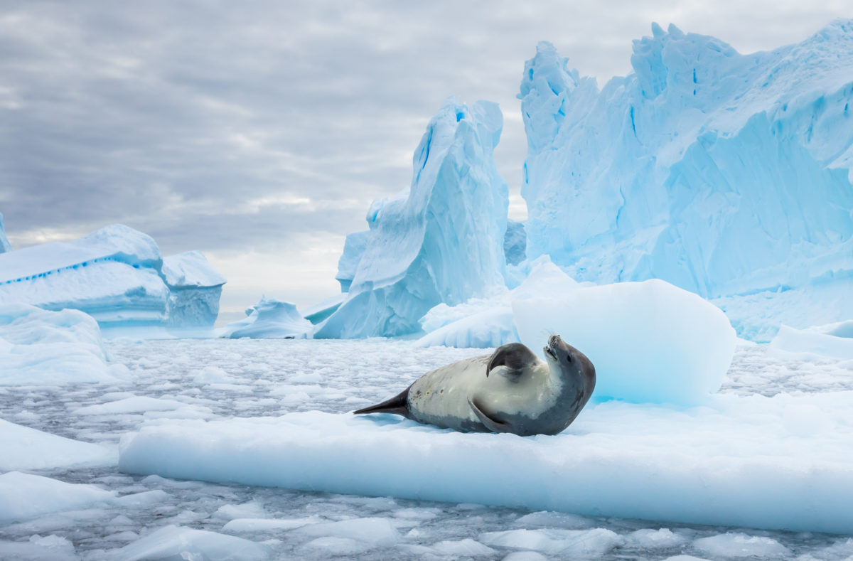 Phoque de crabe au milieu des icebergs sur la péninsule Antarctique