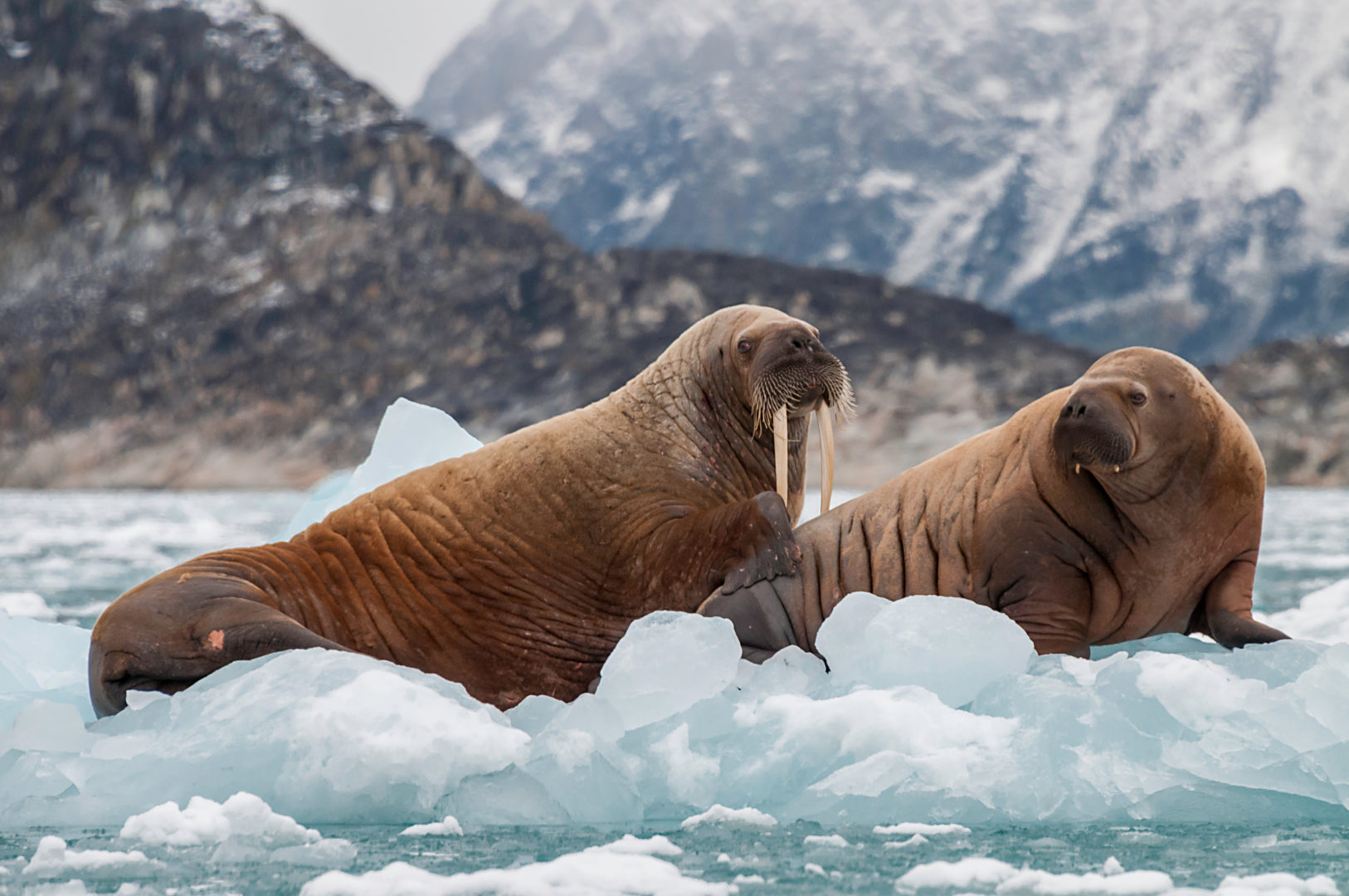 Morses et son petit flottant sur la glace dans un fjord, Spitzberg