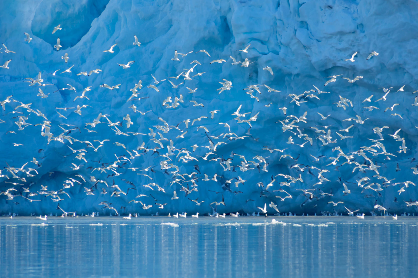 Mouettes tridactyles à la base du glacier au Svalbard