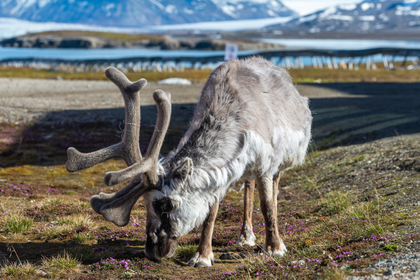 Renne sauvage dans la ville de Ny-Alesund en été au Svalbard