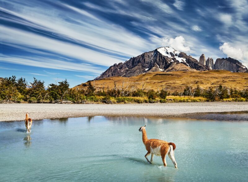 Guanaco traverse le fleuve dans le parc national de Torres del Paine, Patagonie, Chili