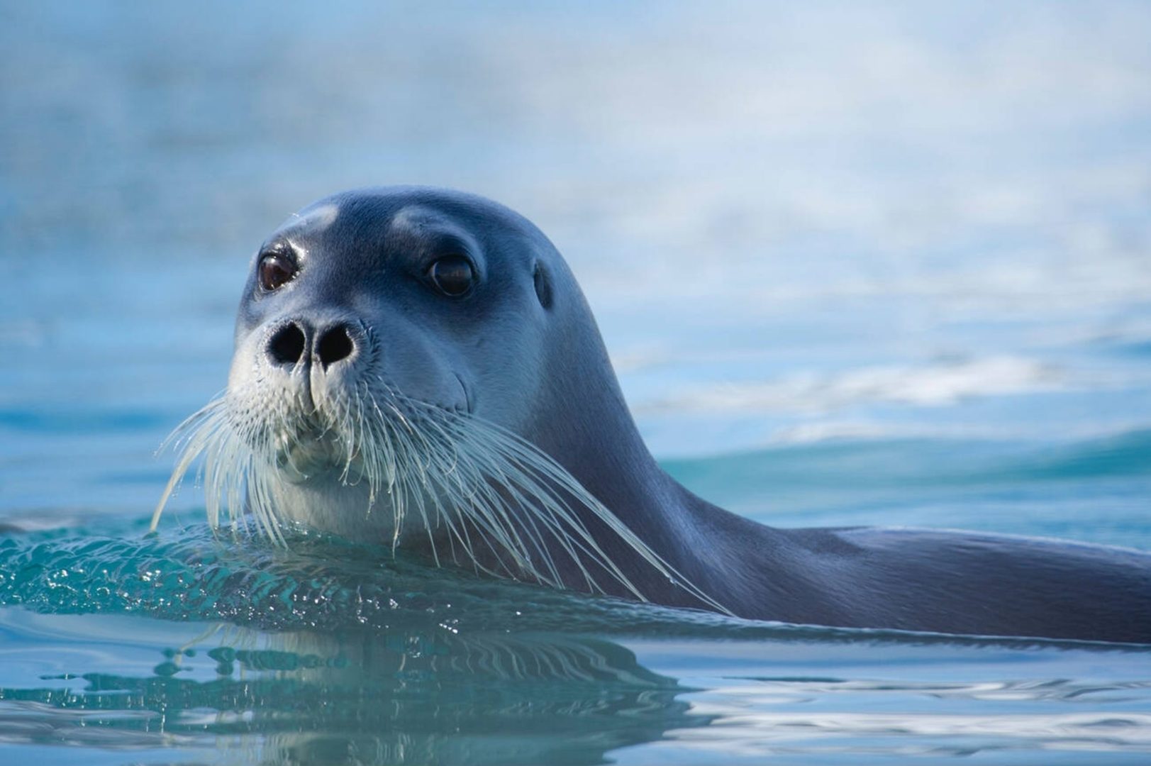 Phoque au Svalbard
