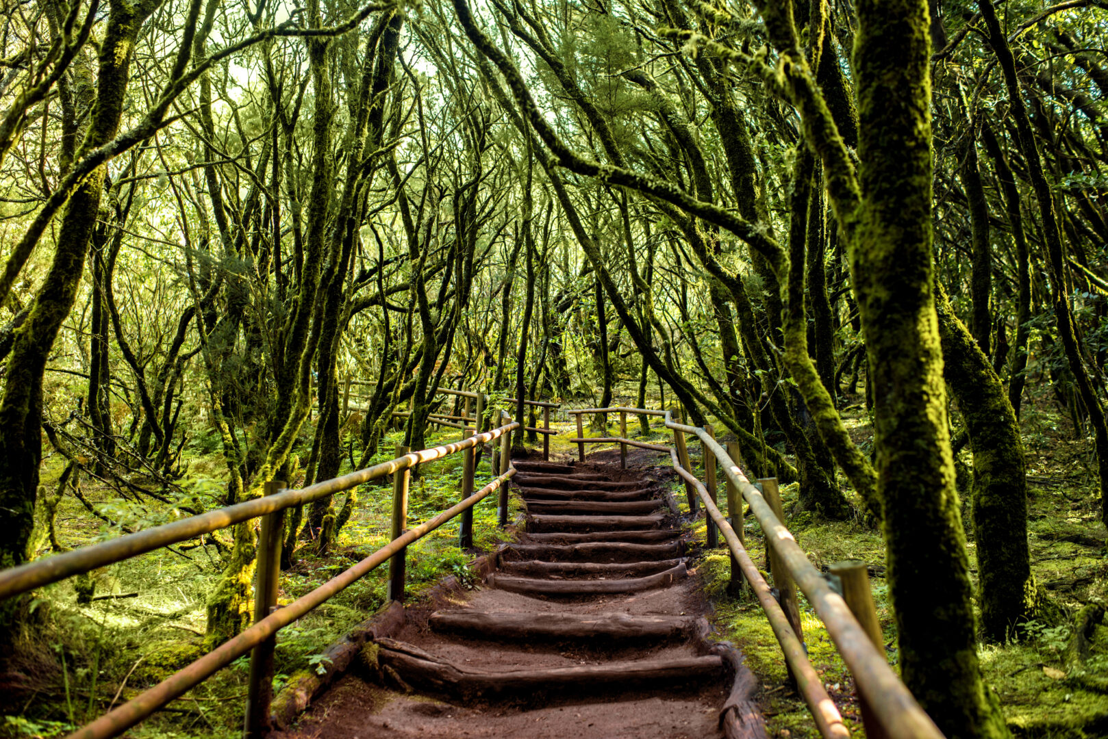 Forêt du Parc national de Garajonay, île La Gomera, Canaries