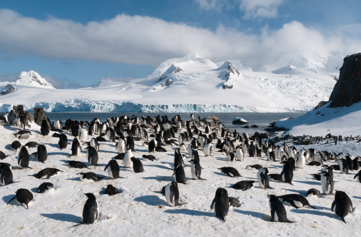 Colonie de pingouins de Chinstrap, île de Halfmoon, Antarctique