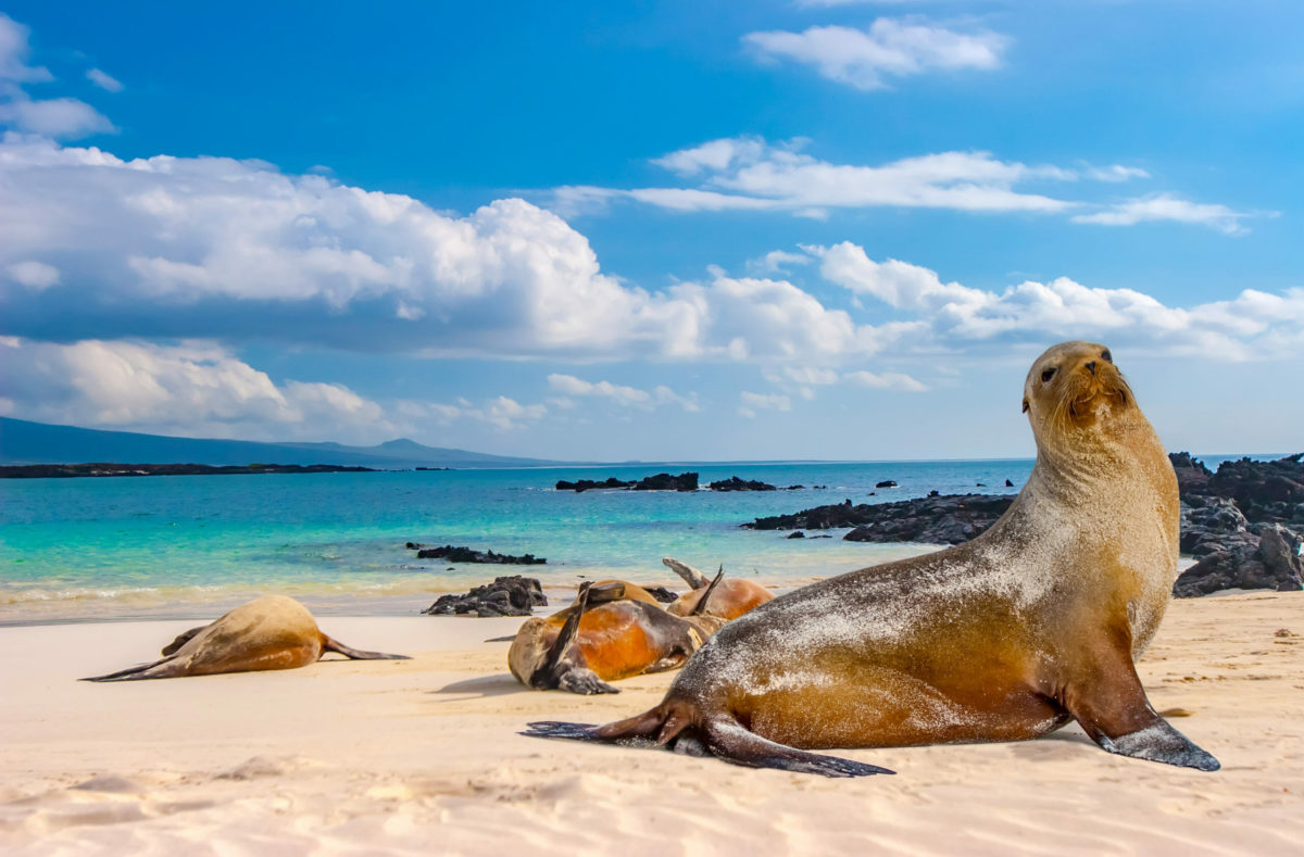 Phoques sur les îles Galapagos à visiter en groupe organisé
