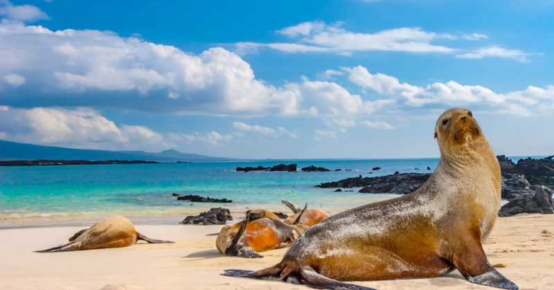 Phoques sur les îles Galapagos à visiter en groupe organisé