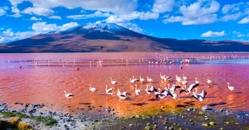 Voyage en groupe à Laguna Colorada Uyuni Bolivie