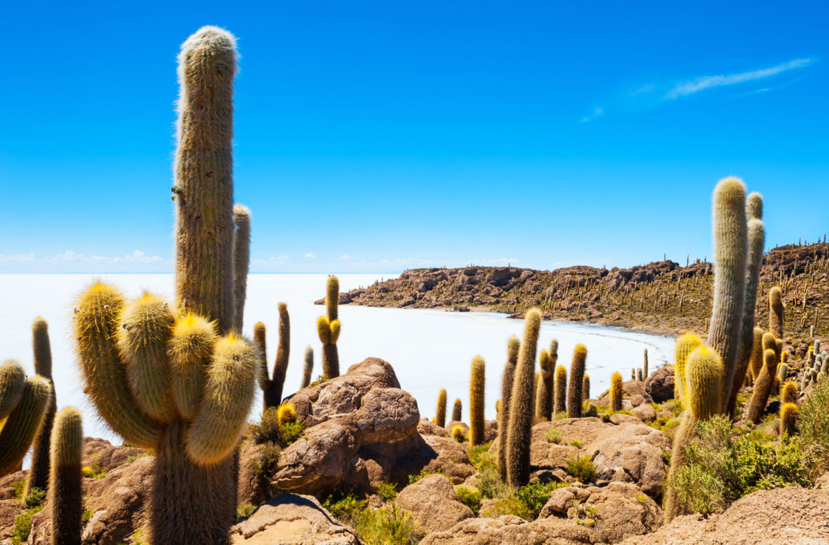 Gros cactus sur l'île d'Incahuasi, sel plat Salar de Uyuni, Altiplano, Bolivie