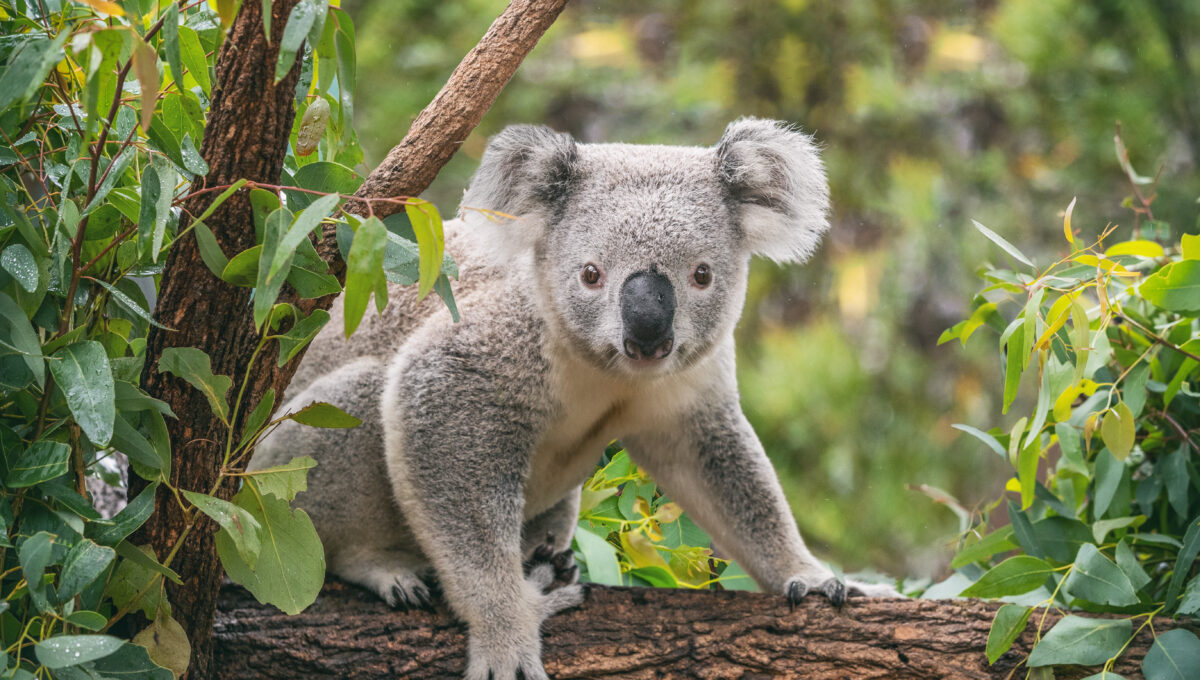 Koala en Australie