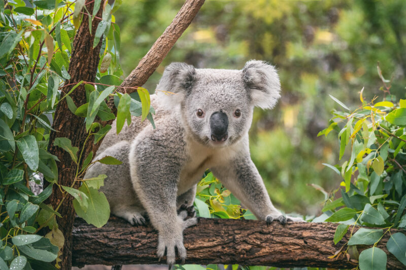 Koala en Australie