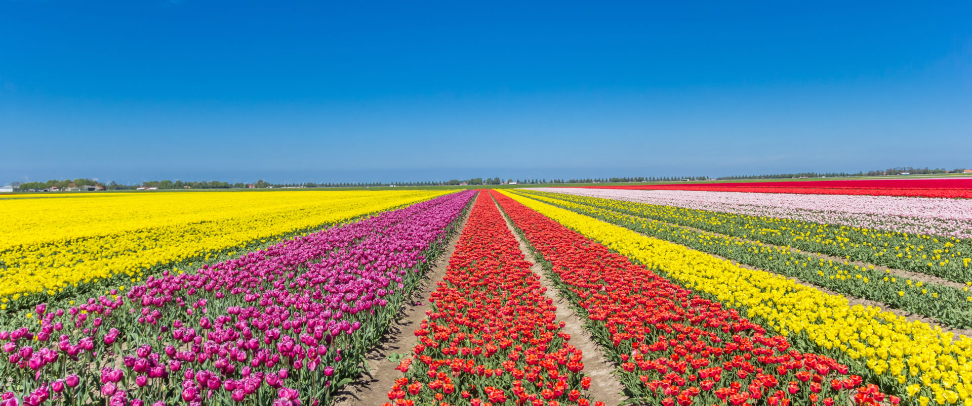 Visiter au printemps le Flevoland pour ses tulipes