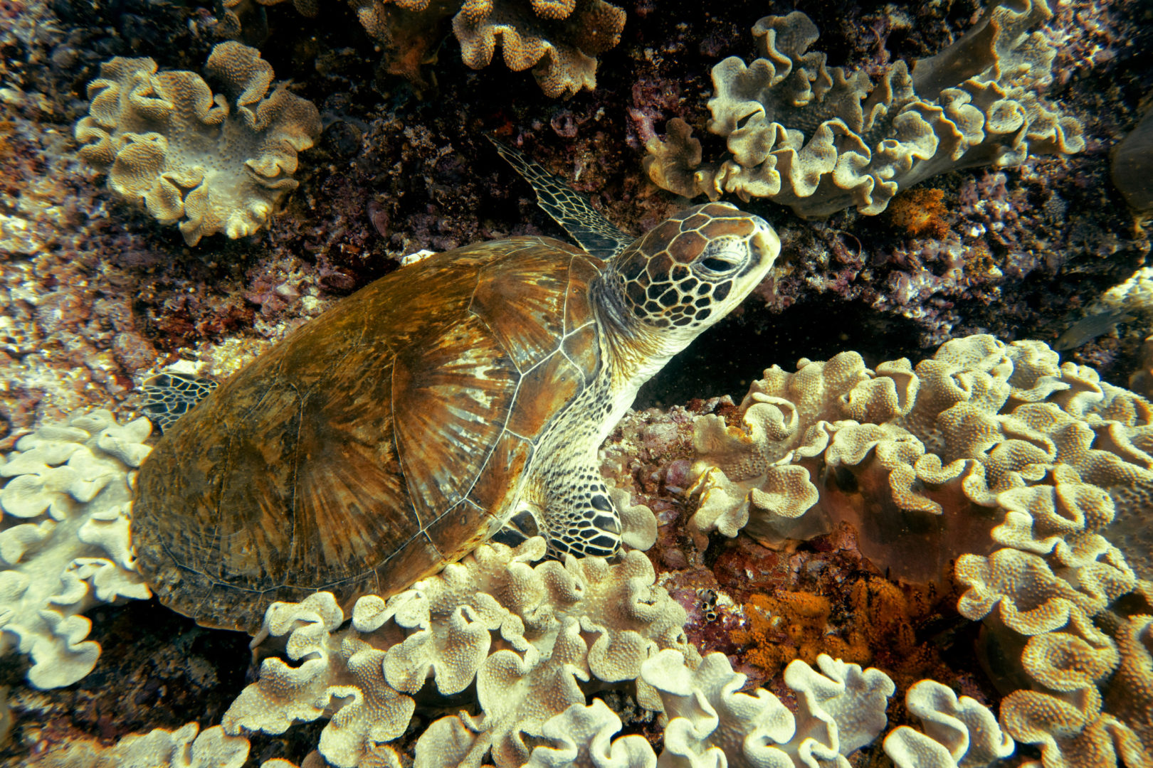 Tortues marines snorkeling îles Daymaniyat à Oman
