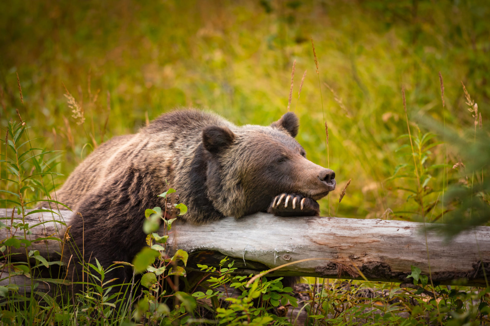 Grizzly dans une forêt du Parc national de Banff à Alberta, voyage au Canada