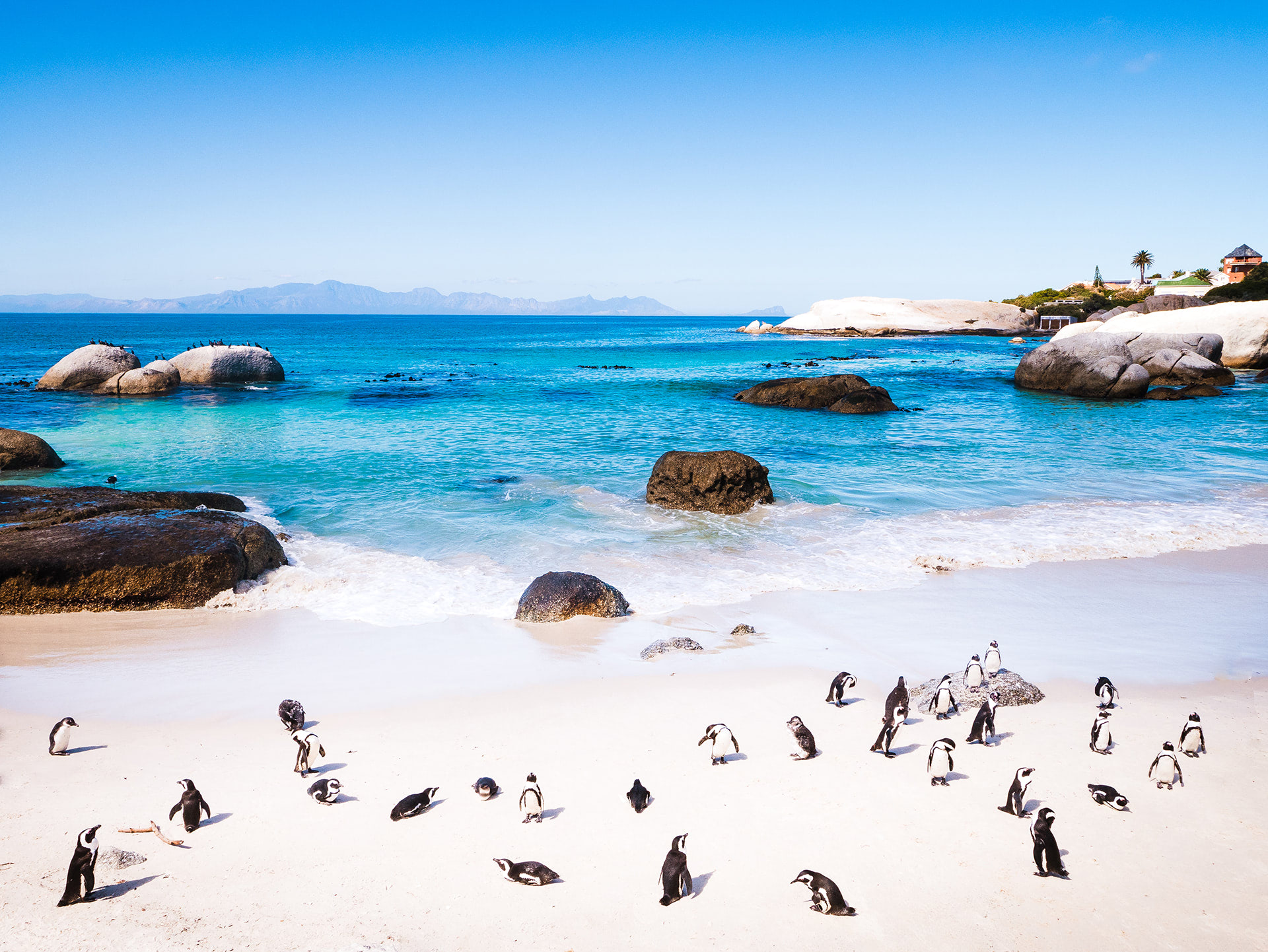 Manchots à Boulders Beach, voyage en groupe Afrique du Sud