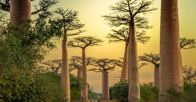 Voir des baobabs en circuit organisé à Madagascar