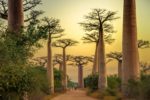 Madagascar