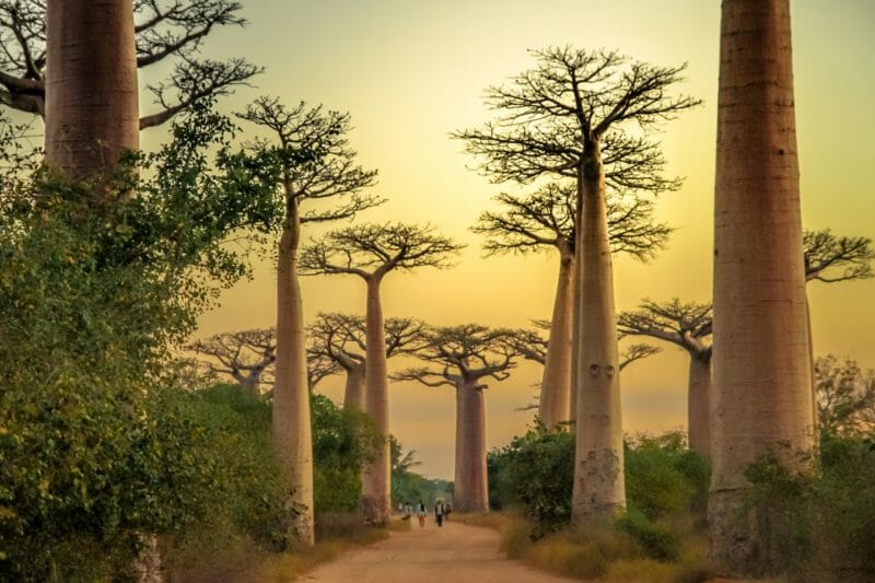 Circuit organisé Madagascar au milieu des baobabs