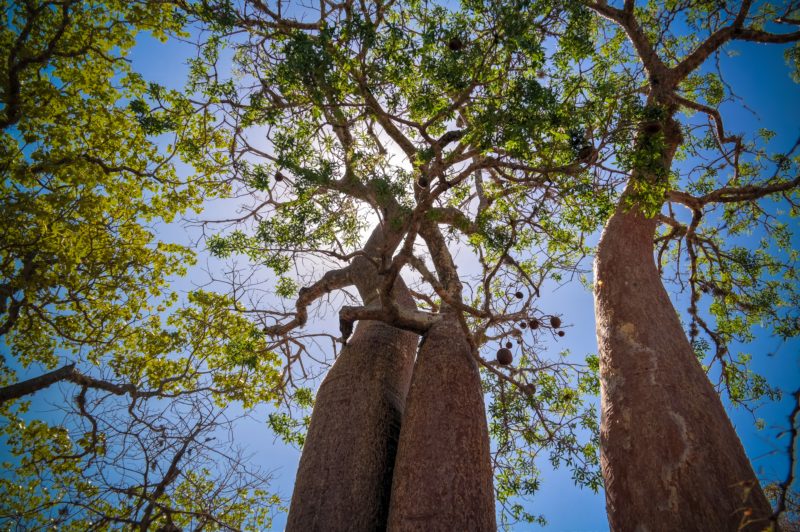 Madagascar