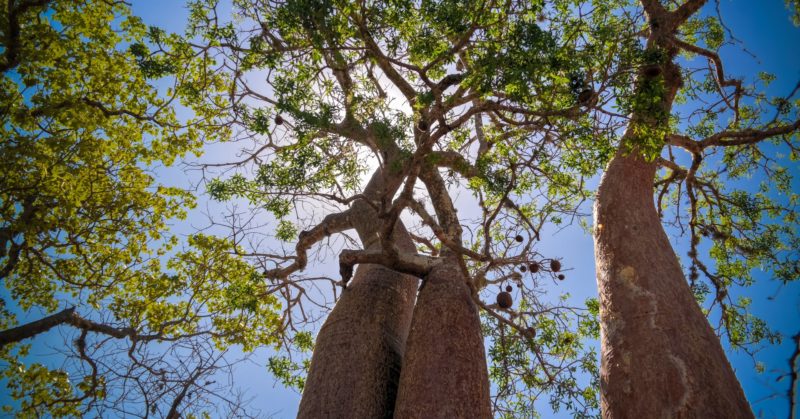 Voyage en groupe à Madagascar à Reniala voir des baobabs