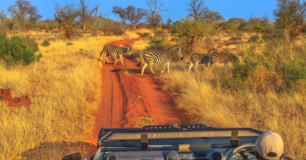 Groupe de zèbres à observer lors d'un safari en Afrique du Sud