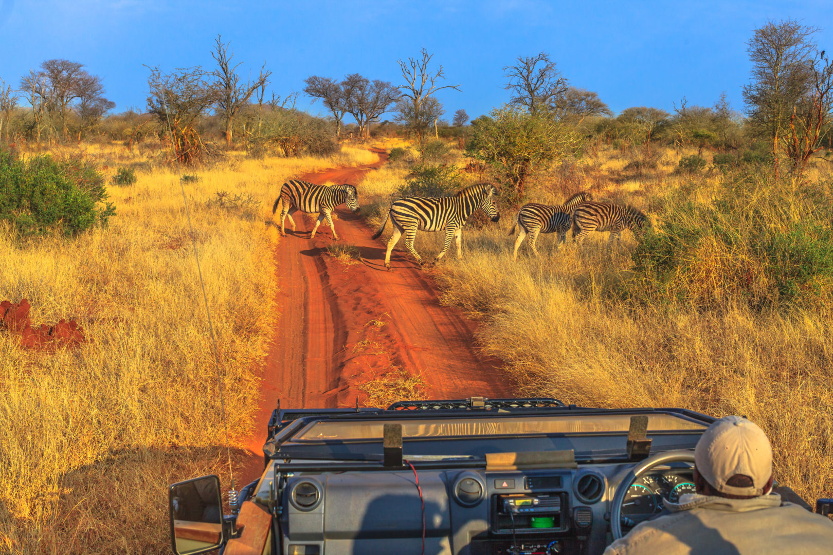 Groupe de zèbres à observer lors d'un safari en Afrique du Sud