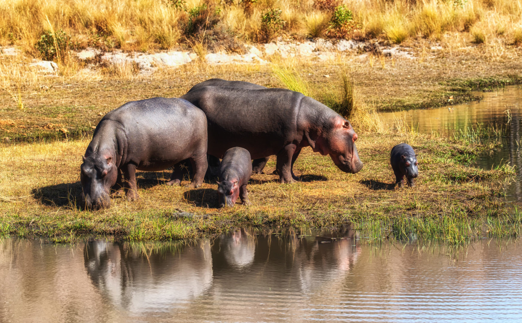 Famille d'hippopotames en Afrique australe