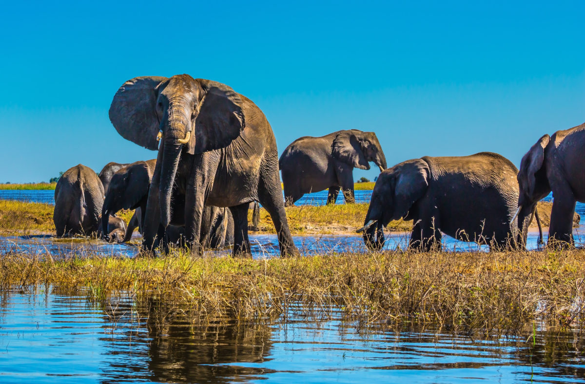 Troupeau d'éléphants du Parc national du Botswana Chobe sur le Zambèze