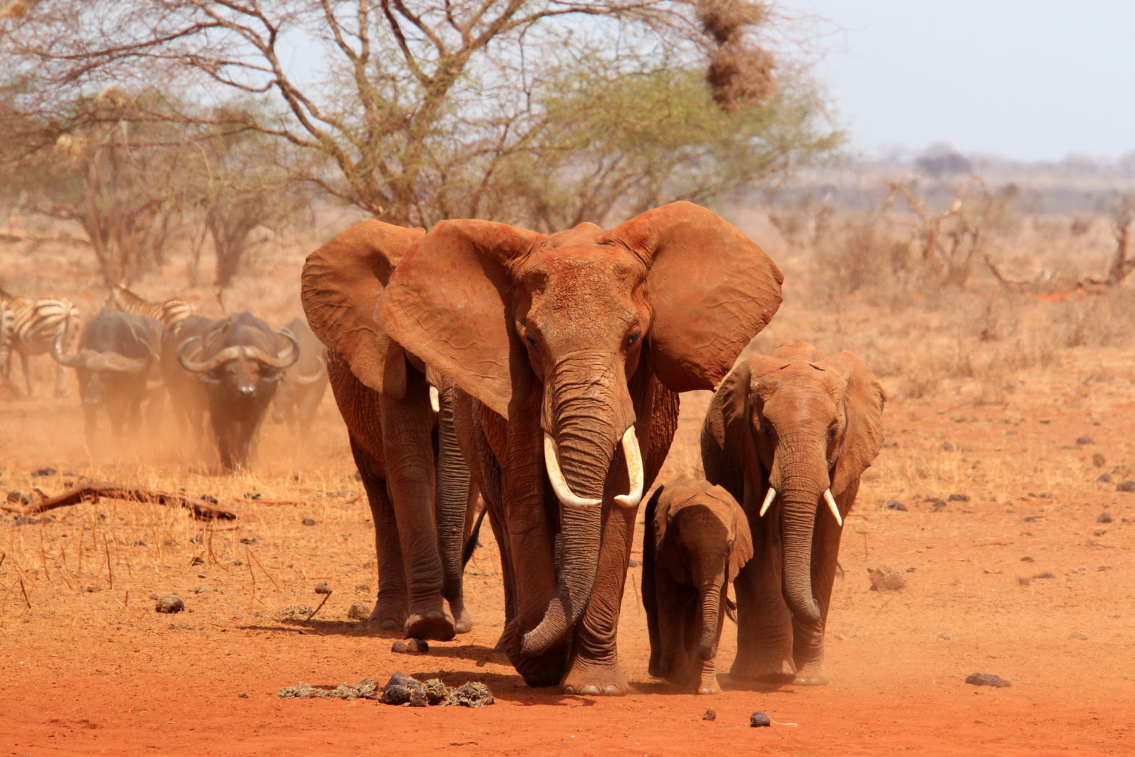 Éléphants à observer en Afrique du Sud