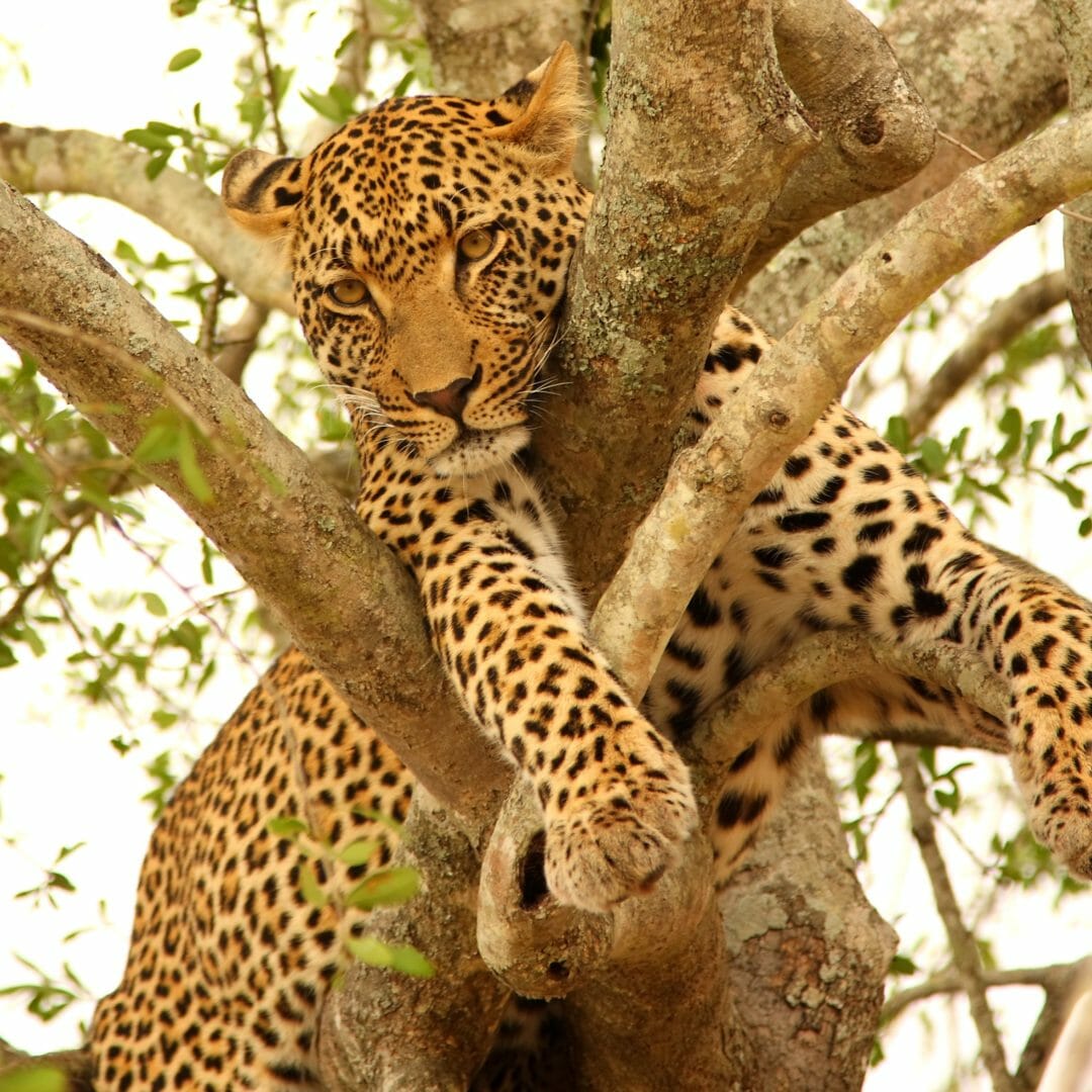 Observation des animaux et d'un léopard lors d'un safari, voyage en Afrique du Sud