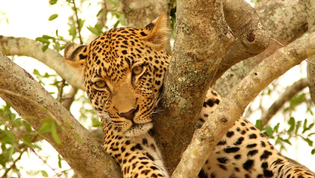 Observation des animaux et d'un léopard lors d'un safari, voyage en Afrique du Sud