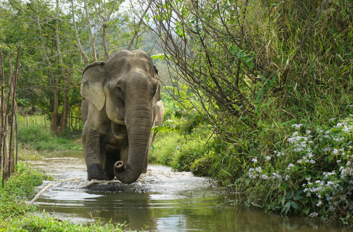 Mekong Elephant Park au Laos