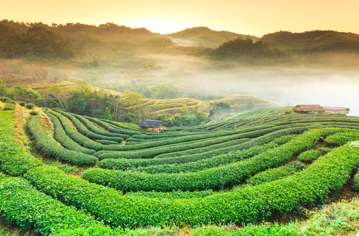 Plantation de thé à Doi Mae Salong, Thaïlande