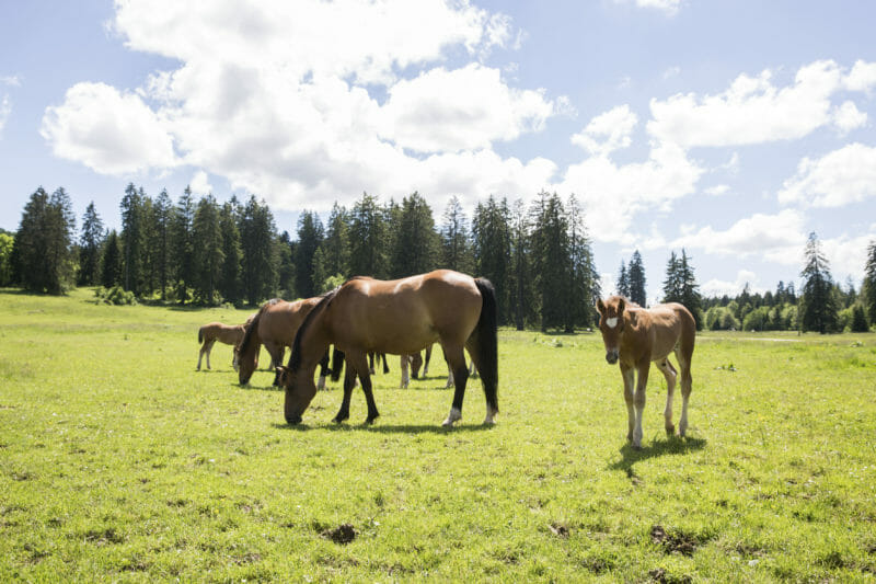Chevaux des Franches-Montagnes dans le Jura