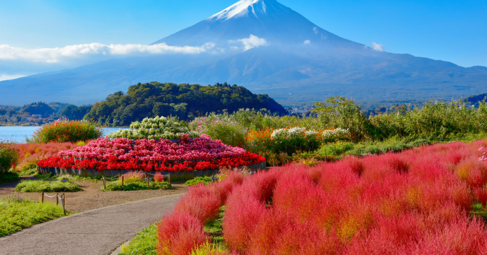 Mont Fuji et lac Kawaguchi Parc Oishi Kochia, préfecture de Yamanashi, Japon